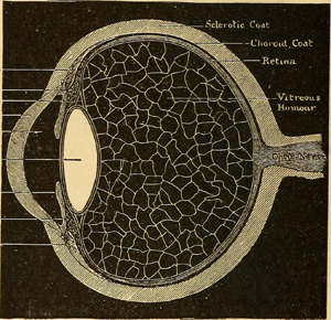 eyeball 1890